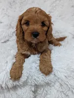 Champ , a male Cavapoo for sale in Sugarcreek, OH – 2 of 4