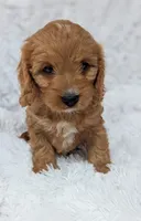 Bellie, a female Cavapoo for sale in Sugarcreek, OH – 1 of 6