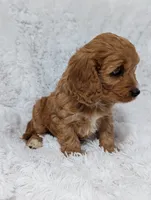 Bellie, a female Cavapoo for sale in Sugarcreek, OH – 5 of 6