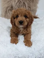 Alex , a male Cavapoo for sale in Sugarcreek, OH – 6 of 8