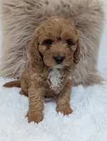 Toby, a male Cavapoo for sale in Sugarcreek, OH – 2 of 4