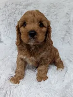 Champ , a male Cavapoo for sale in Sugarcreek, OH – 3 of 4