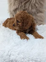 Alex , a male Cavapoo for sale in Sugarcreek, OH – 5 of 8