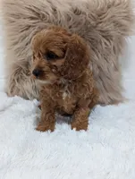 Alex , a male Cavapoo for sale in Sugarcreek, OH – 8 of 8