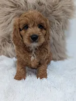 Alex , a male Cavapoo for sale in Sugarcreek, OH – 7 of 8