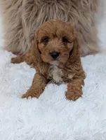 Toby, a male Cavapoo for sale in Sugarcreek, OH – 3 of 4
