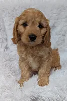 Kobie , a male Cavapoo for sale in Sugarcreek, OH – 2 of 5
