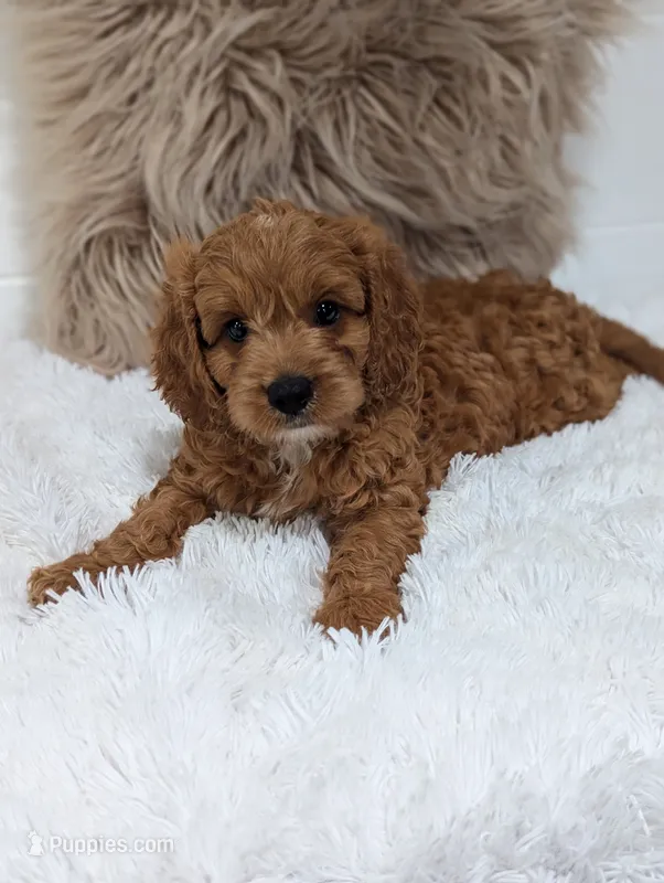 Alex  – Cavapoo puppy for sale in Sugarcreek, OH