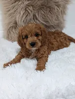 Alex , a male Cavapoo for sale in Sugarcreek, OH – 1 of 8