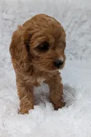 Bellie, a female Cavapoo for sale in Sugarcreek, OH – 3 of 6