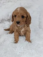 Bellie, a female Cavapoo for sale in Sugarcreek, OH – 6 of 6