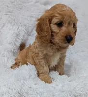 Kobie , a male Cavapoo for sale in Sugarcreek, OH – 1 of 5