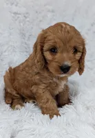 Bellie, a female Cavapoo for sale in Sugarcreek, OH – 2 of 6