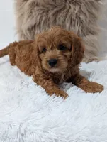 Alex , a male Cavapoo for sale in Sugarcreek, OH – 2 of 8