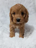 Bellie, a female Cavapoo for sale in Sugarcreek, OH – 4 of 6