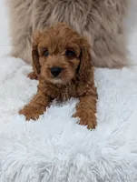 Alex , a male Cavapoo for sale in Sugarcreek, OH – 4 of 8