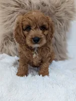 Alex , a male Cavapoo for sale in Sugarcreek, OH – 3 of 8
