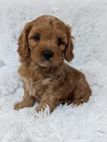 Champ , a male Cavapoo for sale in Sugarcreek, OH – 4 of 4