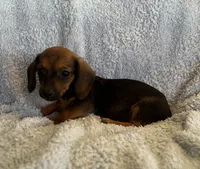 Jack, a male Miniature Dachshund for sale in Bussey, IA – 6 of 6