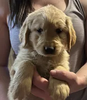 Cora, a female Golden Retriever for sale in Bussey, IA – 1 of 1