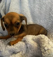 Max, a male Miniature Dachshund for sale in Bussey, IA – 3 of 8