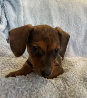 Ace, a male Miniature Dachshund for sale in Bussey, IA – 1 of 7