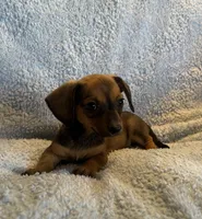 Max, a male Miniature Dachshund for sale in Bussey, IA – 5 of 8