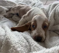 Archie, a male Basset Hound for sale in Bussey, IA – 5 of 6