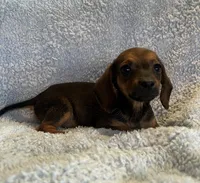 Jack, a male Miniature Dachshund for sale in Bussey, IA – 3 of 6