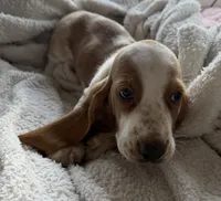 Archie, a male Basset Hound for sale in Bussey, IA – 1 of 6
