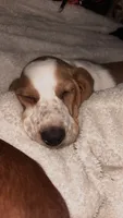 Archie, a male Basset Hound for sale in Bussey, IA – 4 of 6