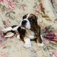 Stella, a female Basset Hound for sale in Bussey, IA – Photo 2 of 2