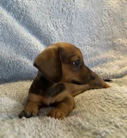 Max, a male Miniature Dachshund for sale in Bussey, IA – 7 of 8