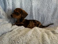Ace, a male Miniature Dachshund for sale in Bussey, IA – 4 of 7