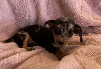 Jenny, a female Miniature Dachshund for sale in Bussey, IA – 2 of 6