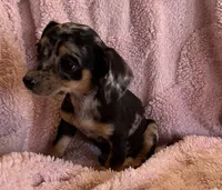 Jenny, a female Miniature Dachshund for sale in Bussey, IA – 3 of 6