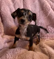 Jenny, a female Miniature Dachshund for sale in Bussey, IA – 1 of 6