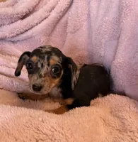 Jenny, a female Miniature Dachshund for sale in Bussey, IA – 4 of 6