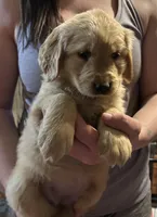 Pink, a female Golden Retriever for sale in Bussey, IA – Photo 2 of 3