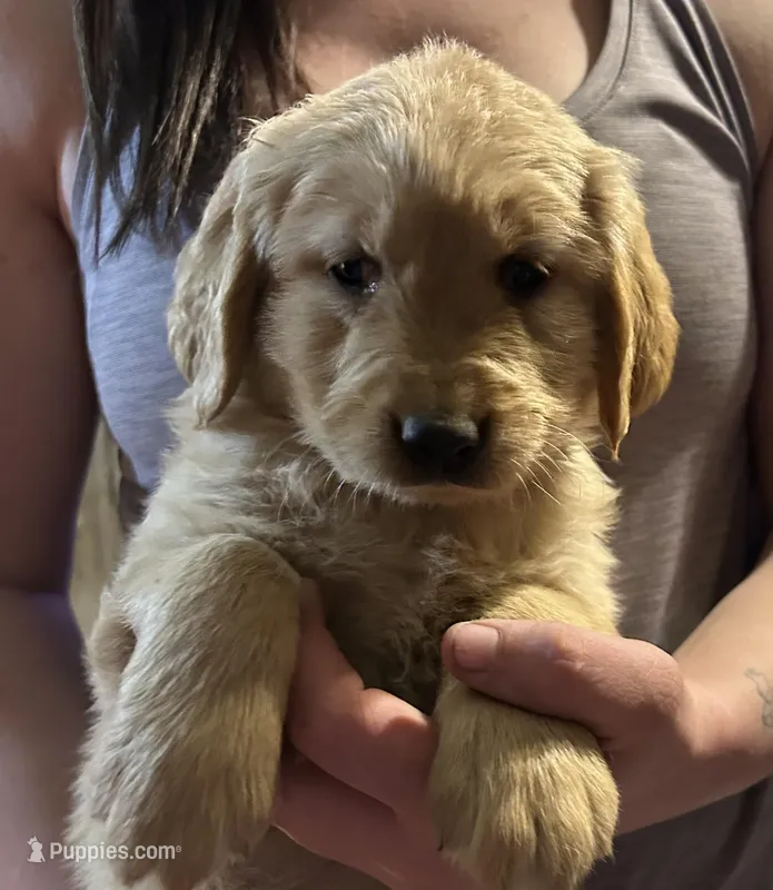 Pink – Golden Retriever puppy for sale in Bussey, IA