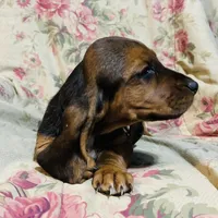 Jazz, a female Basset Hound for sale in Bussey, IA – Photo 1 of 2