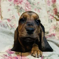 Jazz, a female Basset Hound for sale in Bussey, IA – Photo 2 of 2