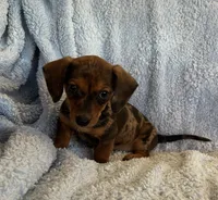 Ace, a male Miniature Dachshund for sale in Bussey, IA – 6 of 7