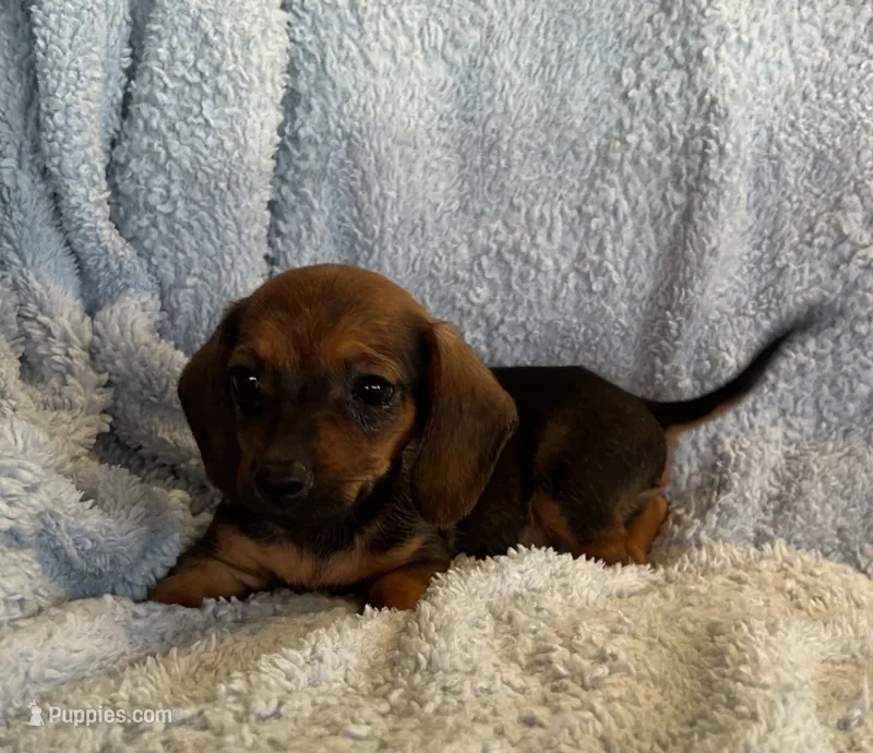 Jack – Miniature Dachshund puppy on hold in Bussey, IA