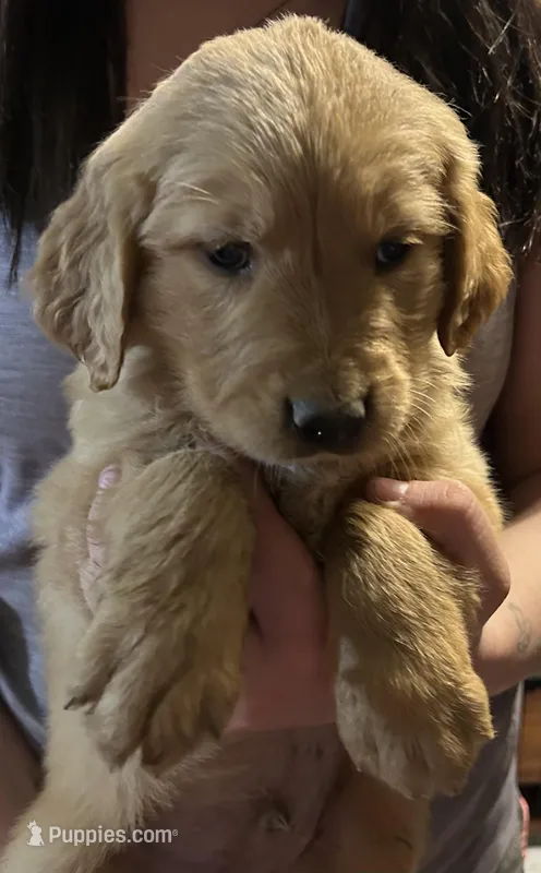 Red – Golden Retriever puppy for sale in Bussey, IA