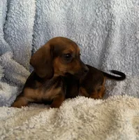 Ace, a male Miniature Dachshund for sale in Bussey, IA – 2 of 7