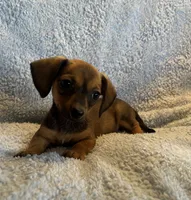 Max, a male Miniature Dachshund for sale in Bussey, IA – 2 of 8