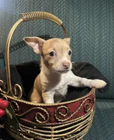 Charlie, a male Chiweenie for sale in Bussey, IA – Photo 2 of 5
