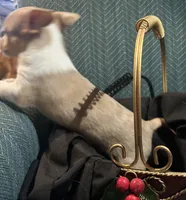 Charlie, a male Chiweenie for sale in Bussey, IA – Photo 5 of 5