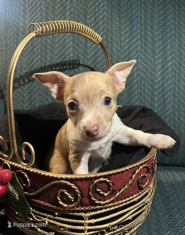 Charlie – Chiweenie puppy for sale in Bussey, IA